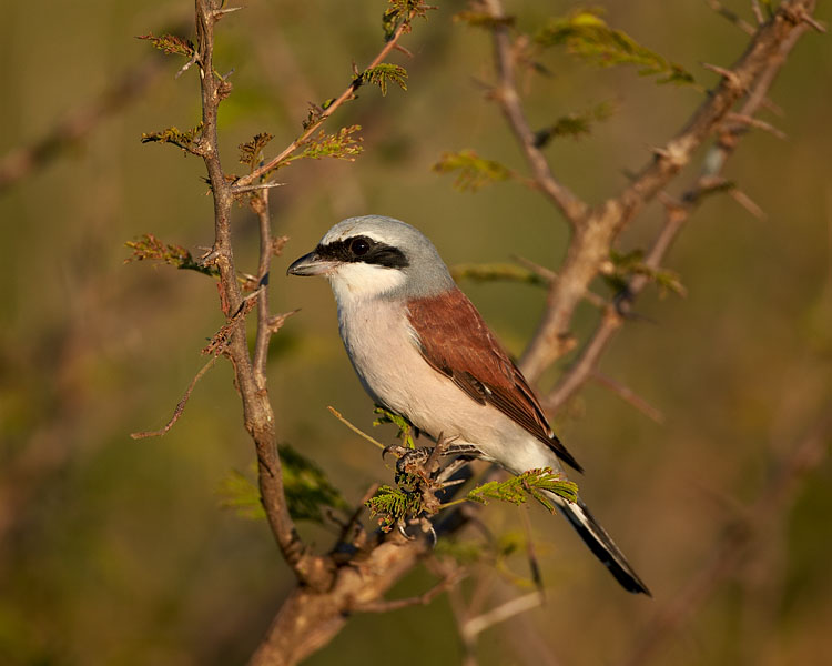 Red-Backed Shrike