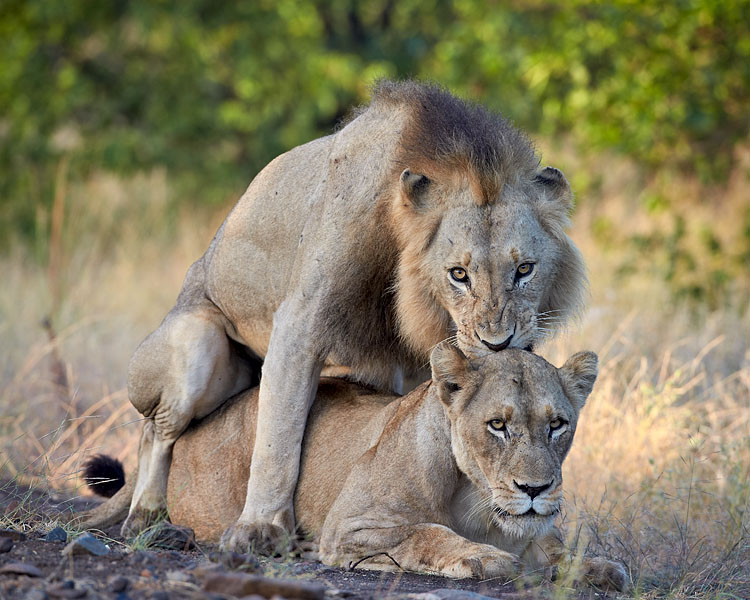 Lions Mating