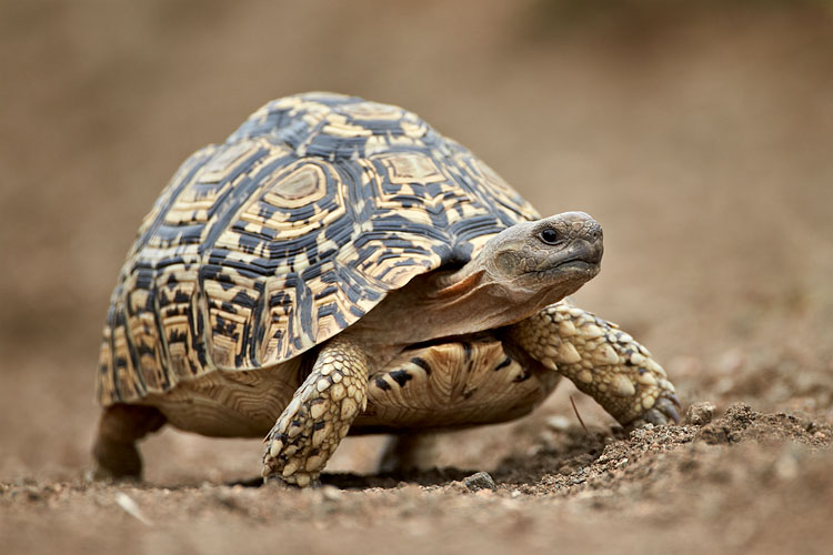 Leopard Tortoise