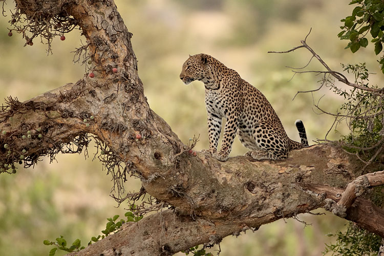Leopard