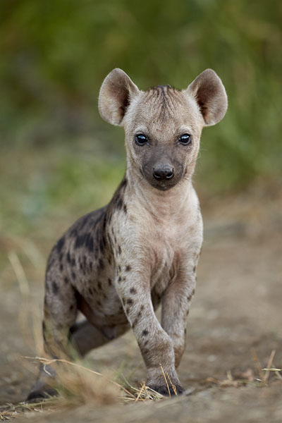Spotted Hyena Pup