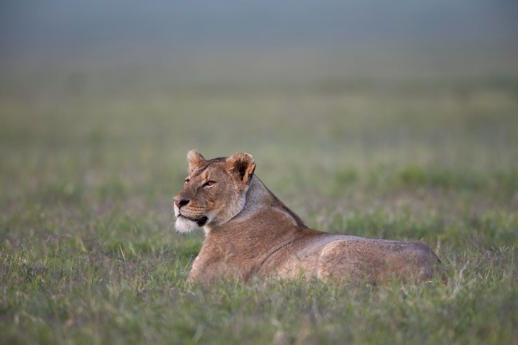 Lioness