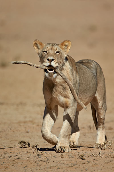 Young Male Lion