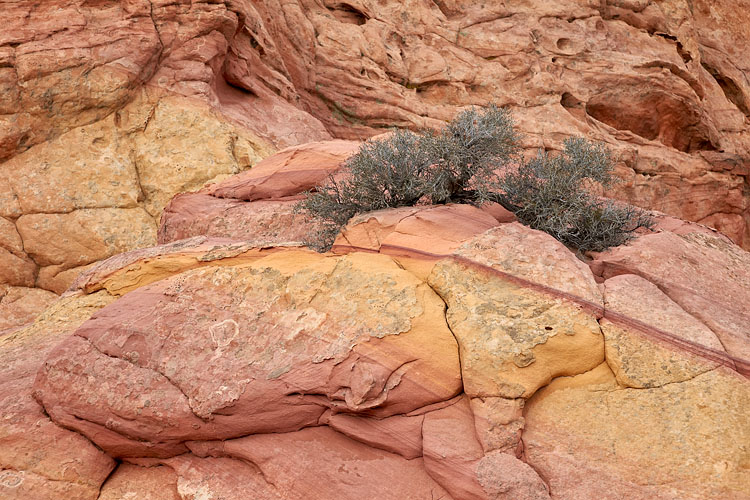 Sandstone Environment - Horizontal