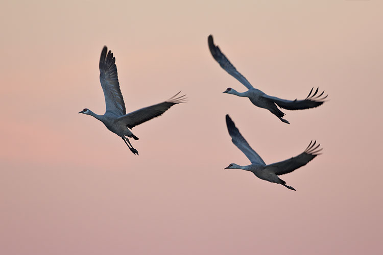 Sandhill Cranes