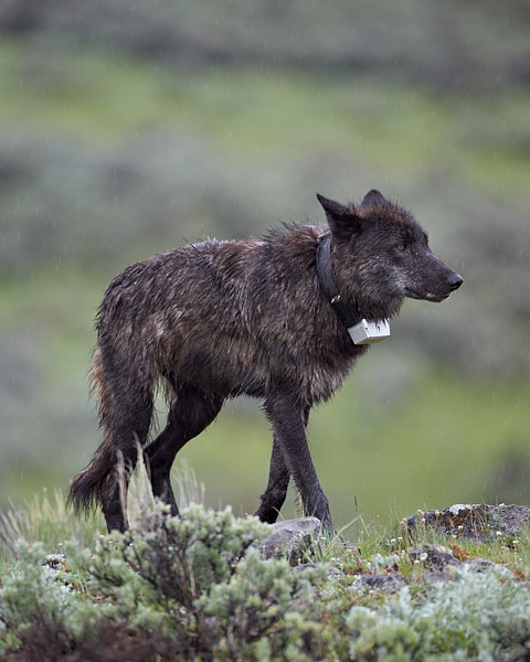 Gray Wolf 889F Of The Junction Butte Pack