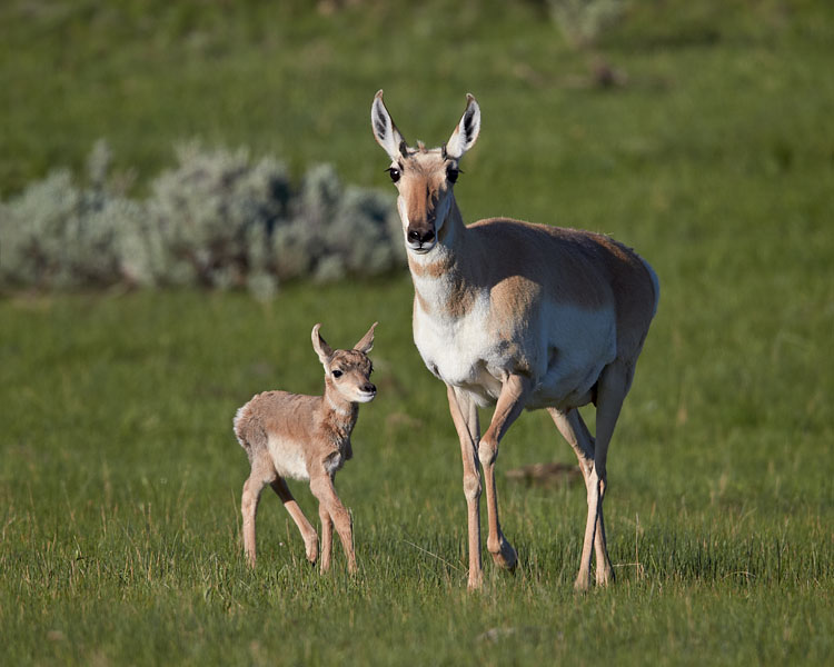 Pronghorn Cow And Calf