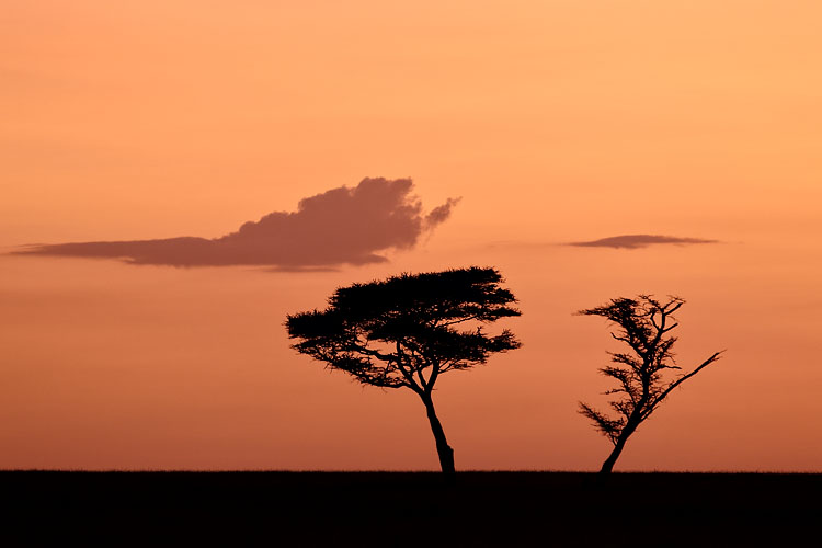 Acacias At Dawn