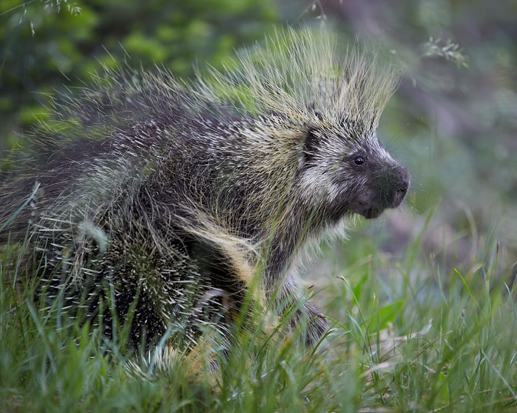 Porcupine