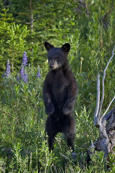 Black Bear Cub