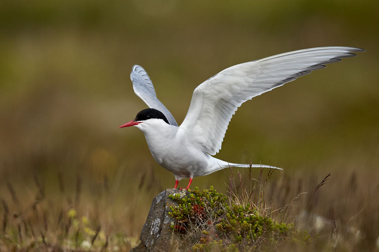 Arctic Tern