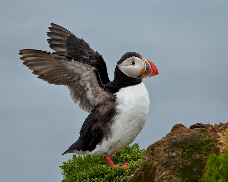 Atlantic Puffin Stretching Its Wings