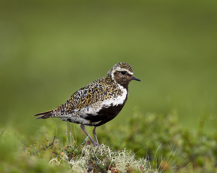European Golden Plover