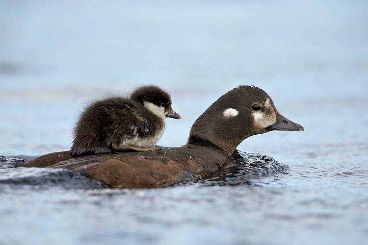 Harlequin Duck Chick