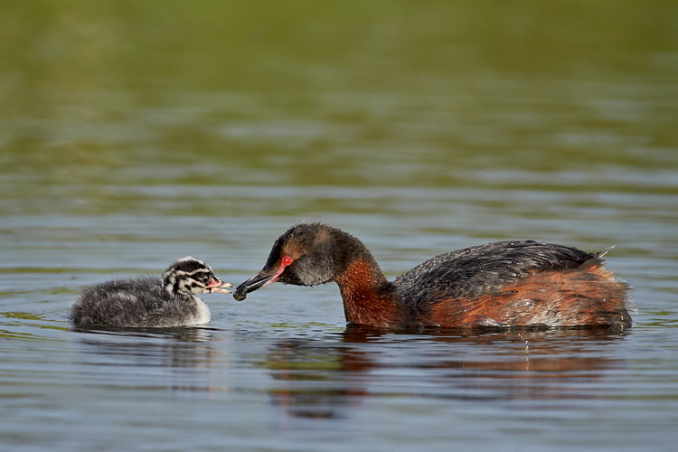 Horned Grebe