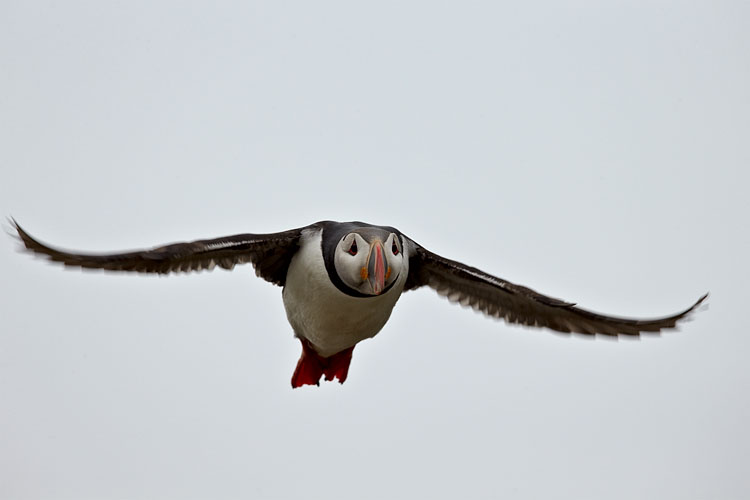 Atlantic Puffin