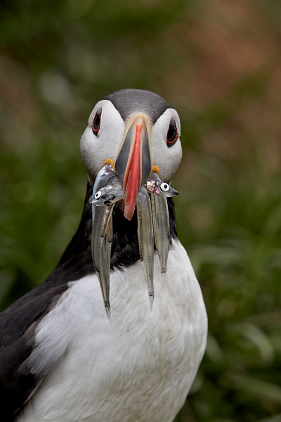 Atlantic Puffin With Fish