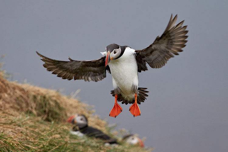 Atlantic Puffin Landing