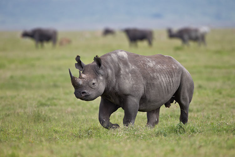 Black Rhinoceros