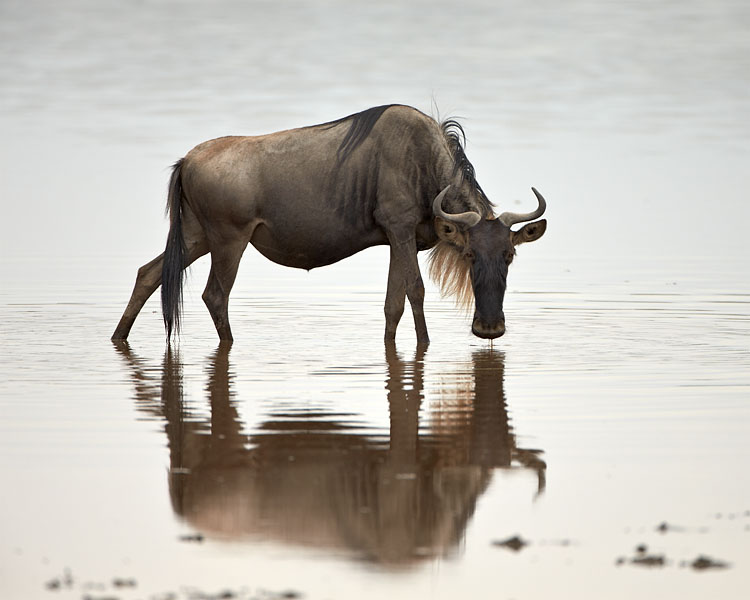 Blue Wildebeest Drinking