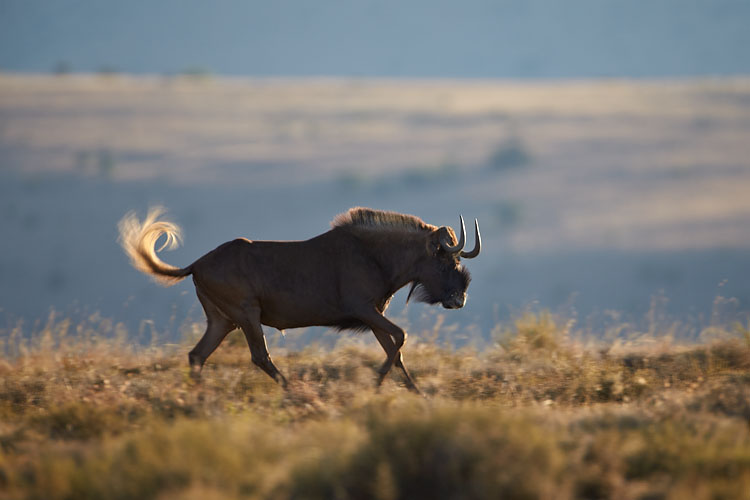 Black Wildebeest Running
