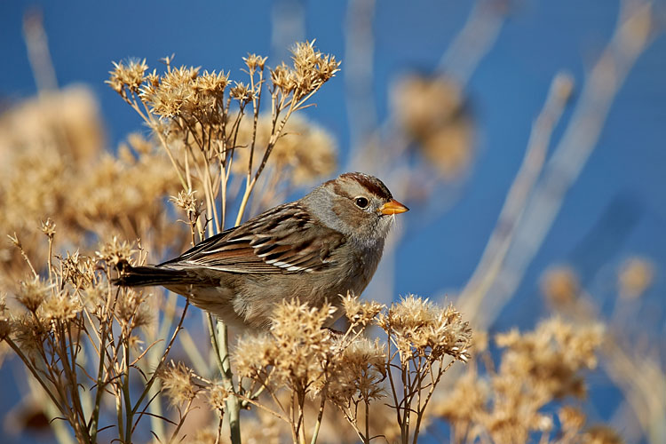 White-Crowned Sparrow