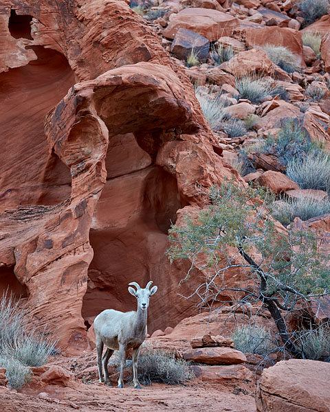 Desert Bighorn Ewe
