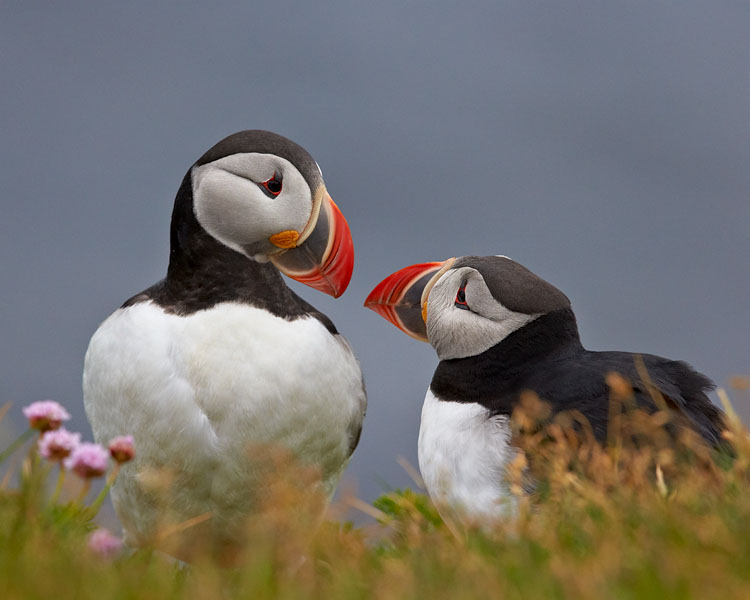 Atlantic Puffin Pair