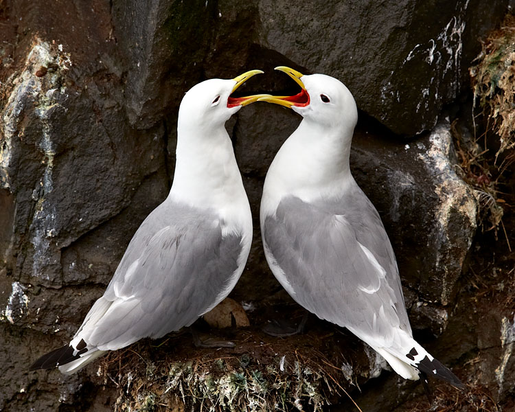 Black-Legged Kittiwake Pair