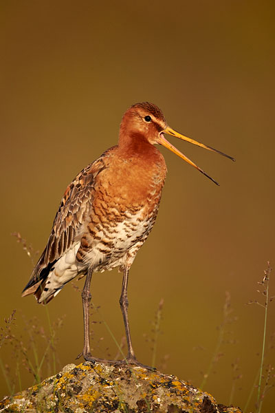 Black-Tailed Godwit