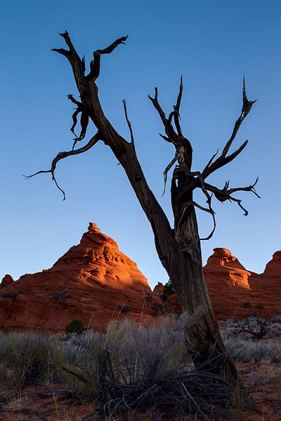 Juniper