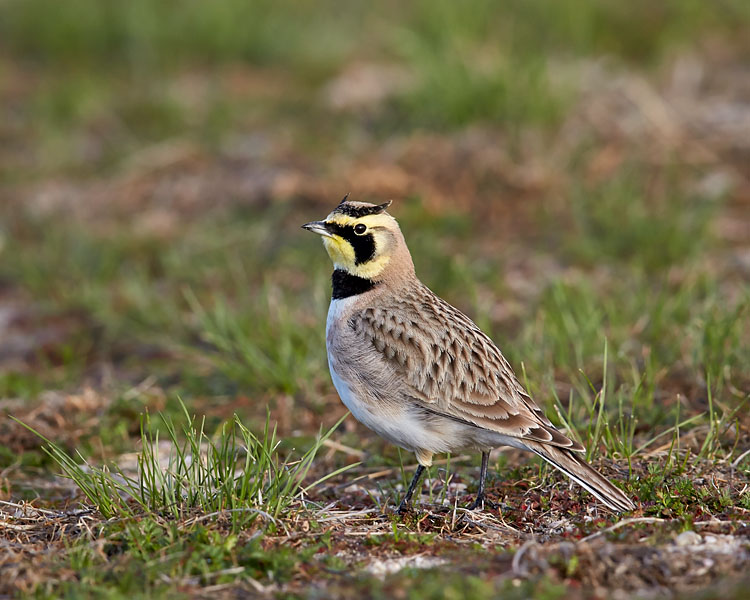 Horned Lark