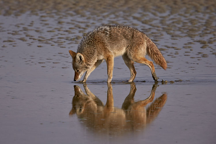 Coyote