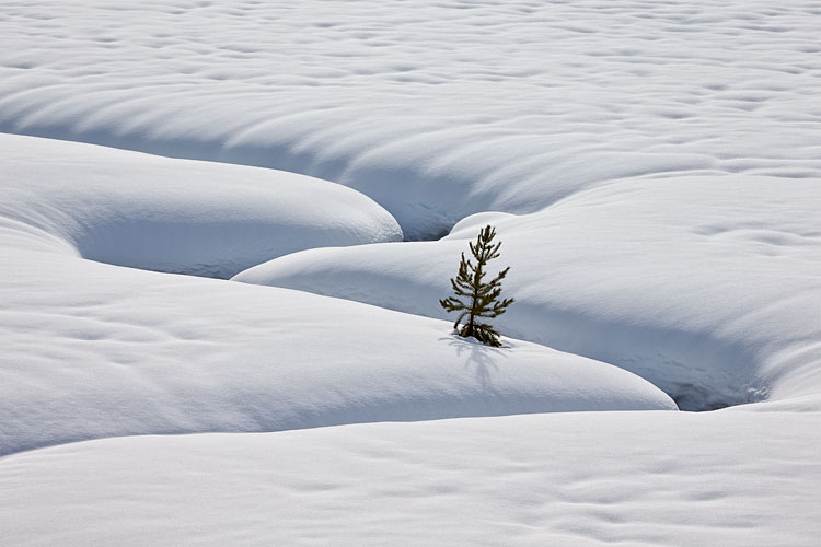 Lone Evergreen In Snow