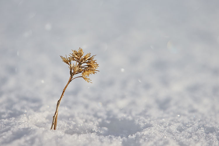 Dead Stalk In Snow
