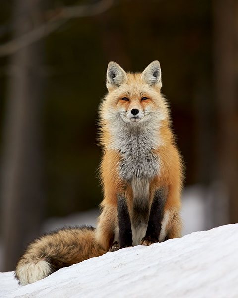 Red Fox