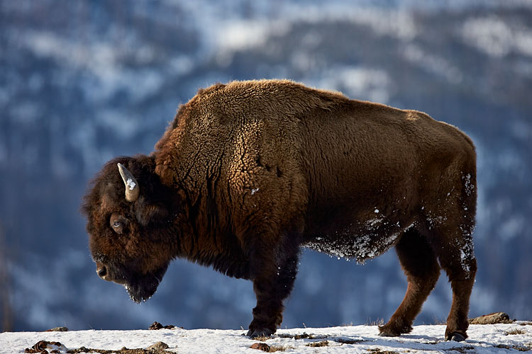 Bison