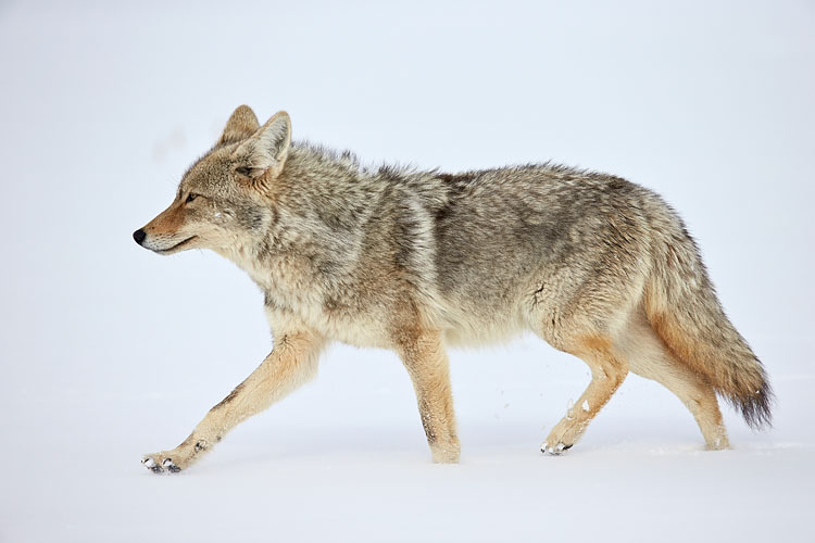 Coyote