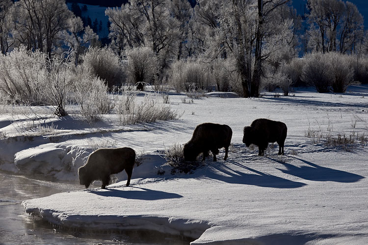 Three Bison