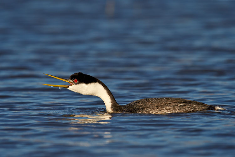 Western Grebe Calling