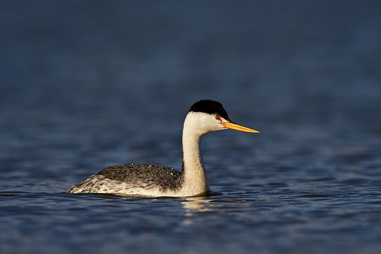 Clark's Grebe