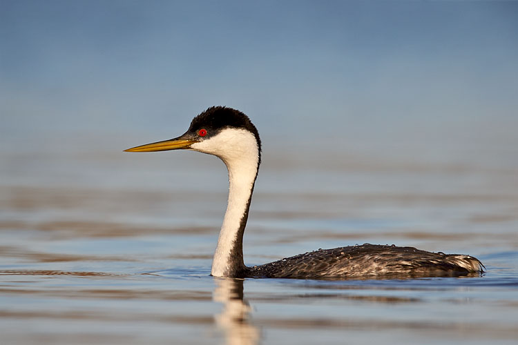 Western Grebe