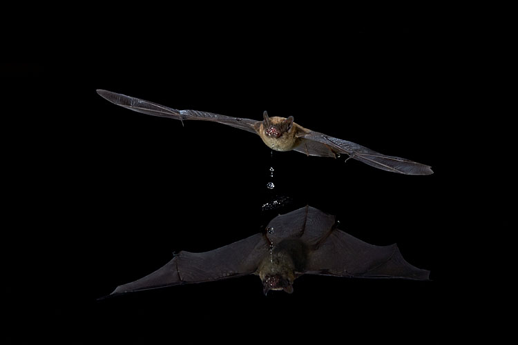 Southwestern Myotis After A Drink