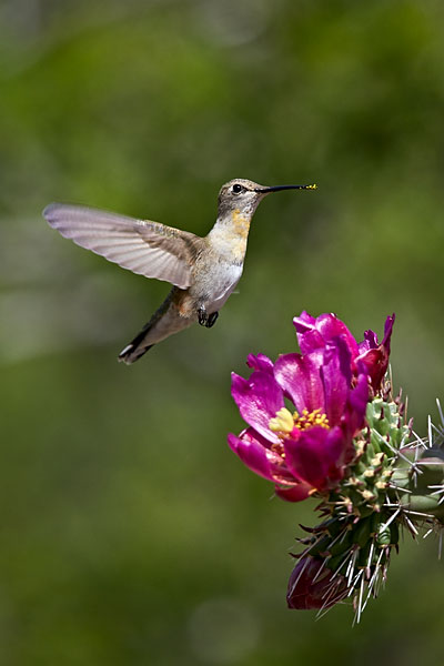 Broad-Tailed Hummingbird