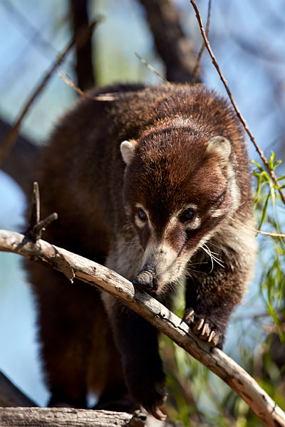 White-Nosed Coati