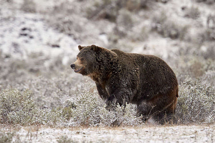 Grizzly Bear Running