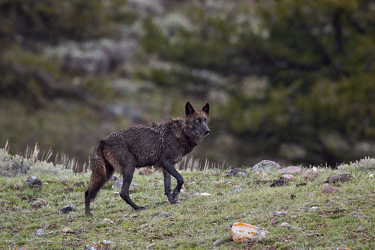 Gray Wolf 926F of the Lamar Canyon Pack