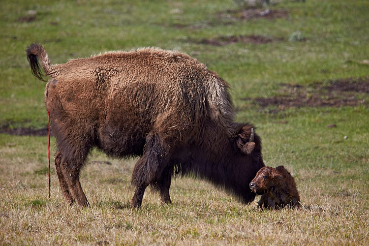 Newborn Bison Calf Sitting Up (T+0:8:14)