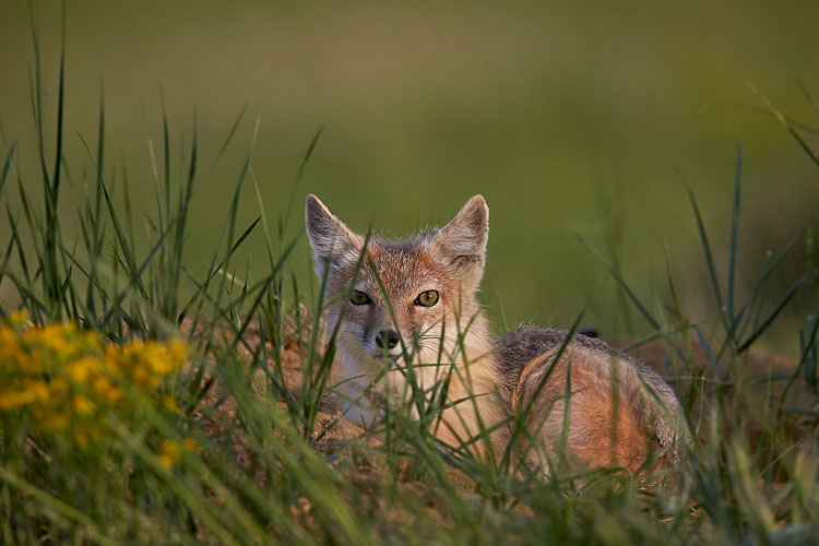 Swift Fox