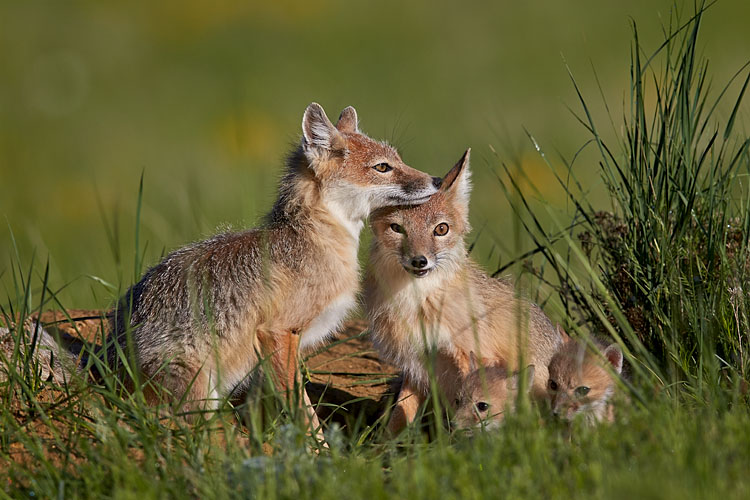 June 01, 2014 Swift Fox Family